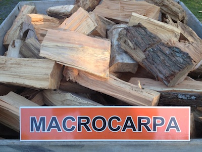 Macrocarpa - Meeanee Firewood