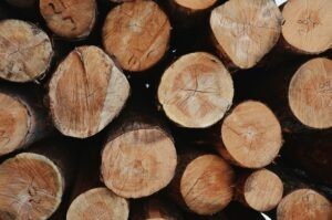 Douglas Fir – Sold out
